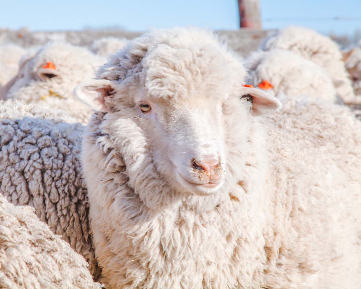 A close-up of a fluffy white sheep standing among other sheep in bright sunlight.